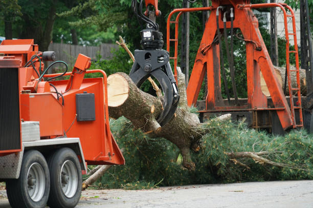 Best Tree Stump Removal  in USA